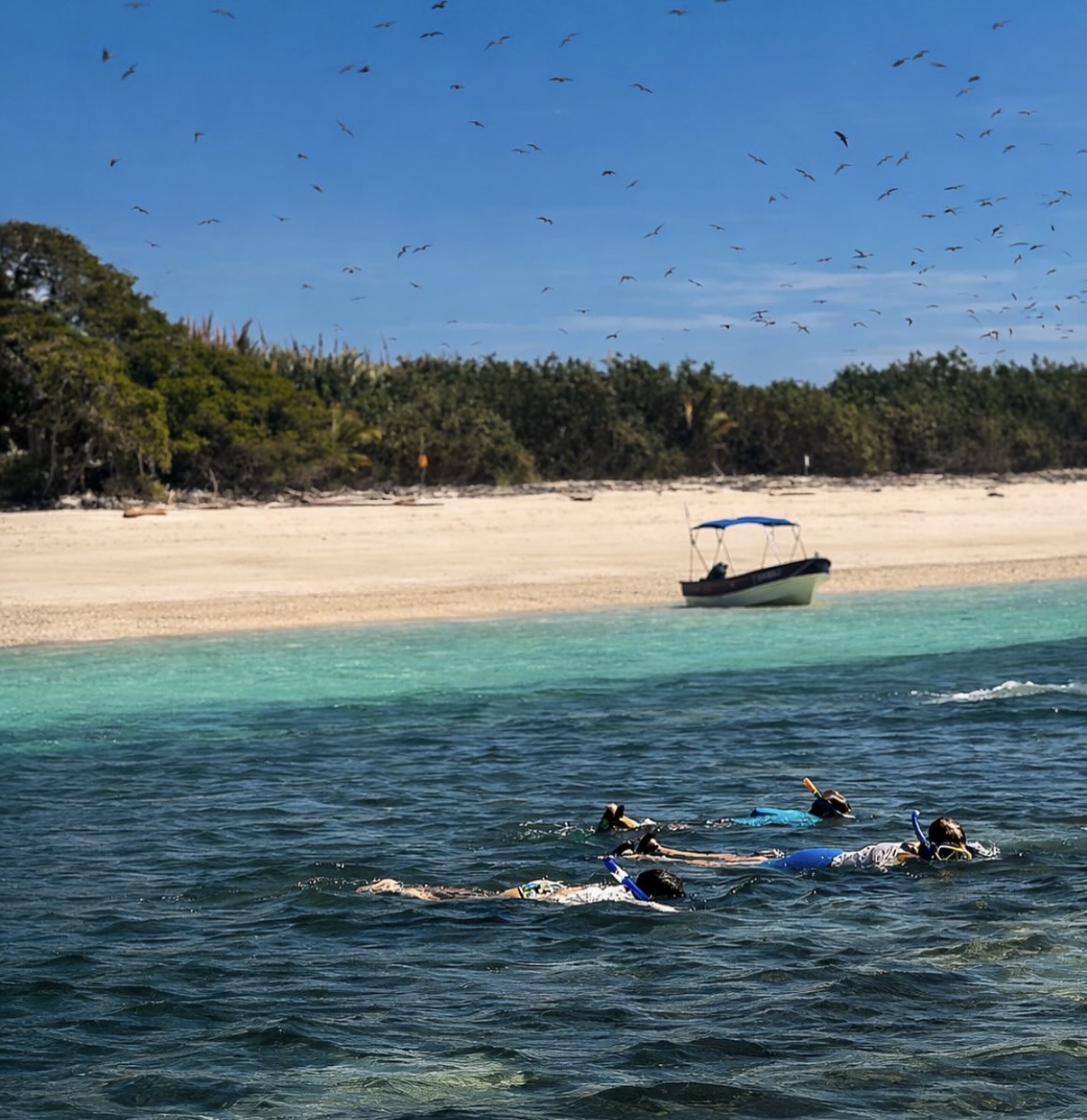Snorkellers in turquoise water off the white sand of Isla Iguana