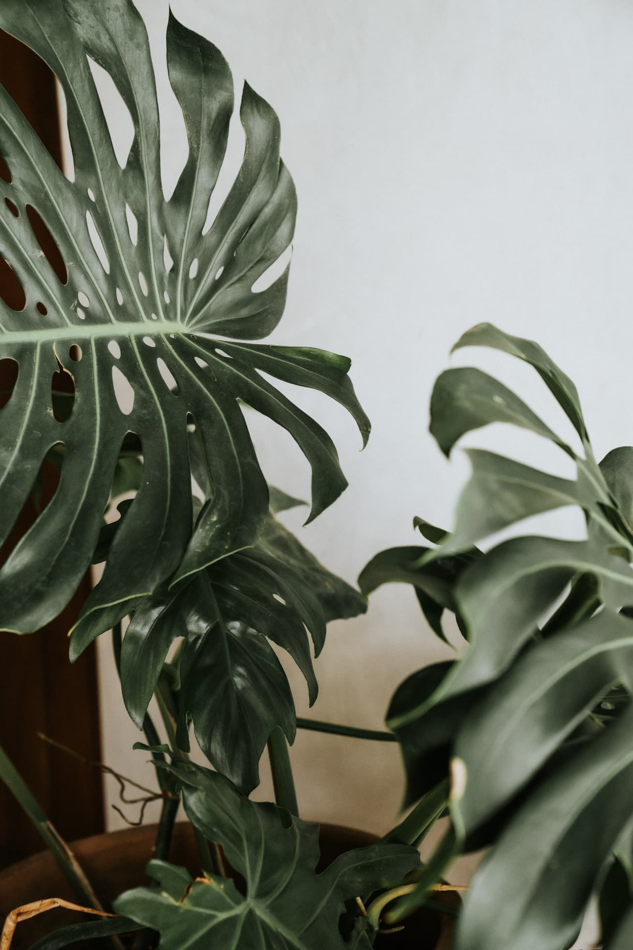 Villa Nomada — monstera leaves against a plaster wall